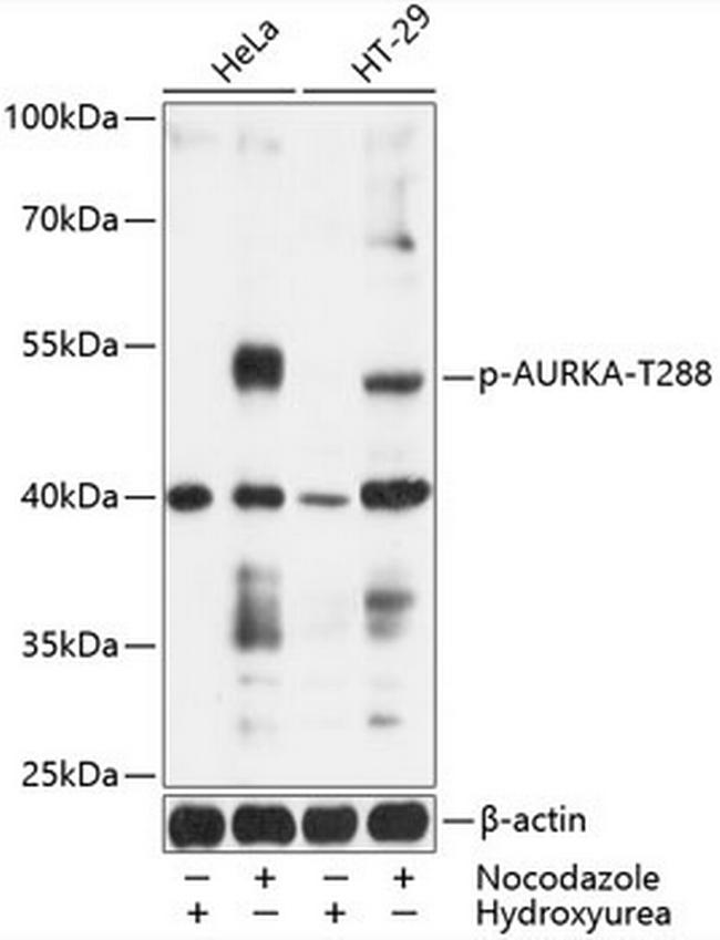 Phospho-Aurora A (Thr288) Antibody in Western Blot (WB)