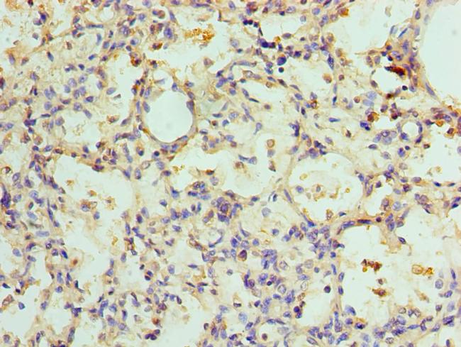 ADSL Antibody in Immunohistochemistry (Paraffin) (IHC (P))