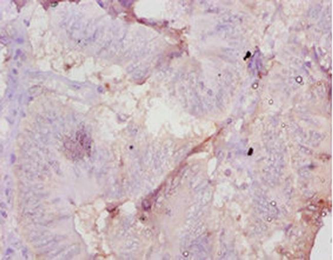 AMH Antibody in Immunohistochemistry (Paraffin) (IHC (P))