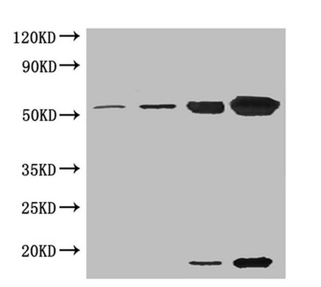 RCA Antibody in Western Blot (WB)