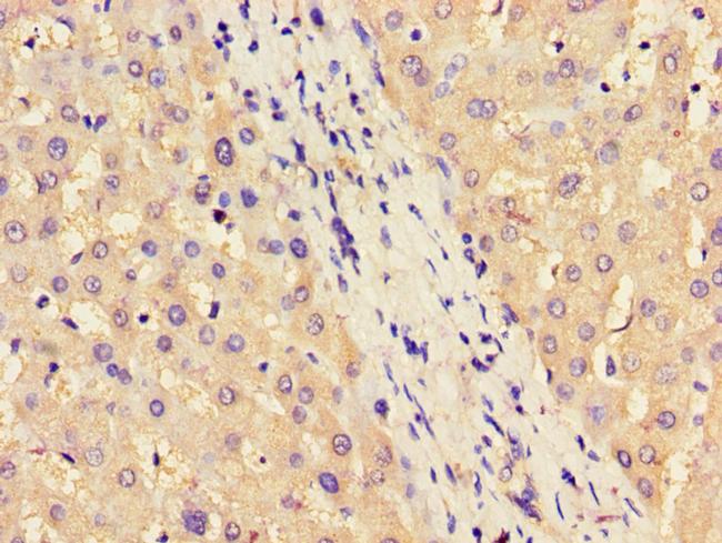 ASS1 Antibody in Immunohistochemistry (Paraffin) (IHC (P))