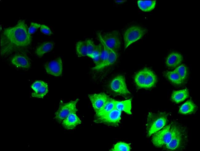 COX5B Antibody in Immunocytochemistry (ICC/IF)