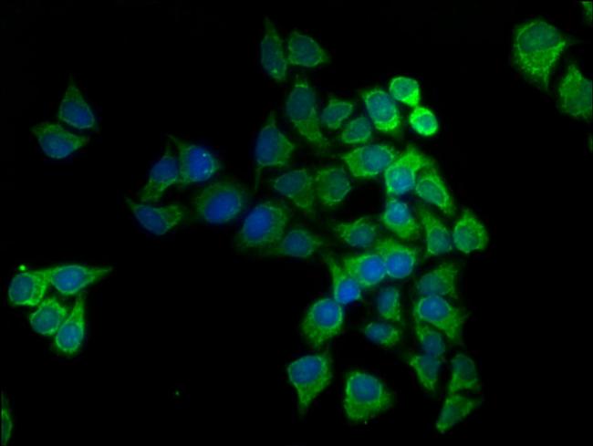 COX5A Antibody in Immunocytochemistry (ICC/IF)