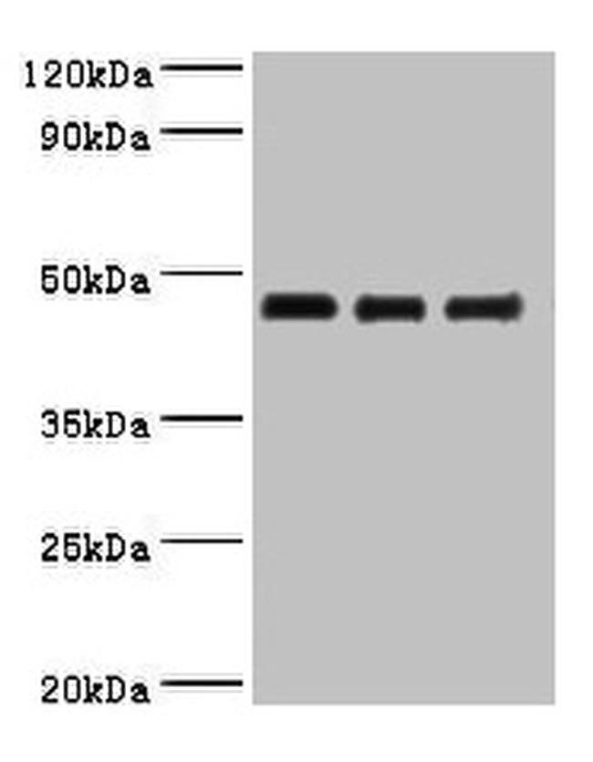 Ovalbumin Antibody in Western Blot (WB)