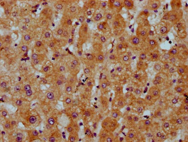 CDS2 Antibody in Immunohistochemistry (Paraffin) (IHC (P))