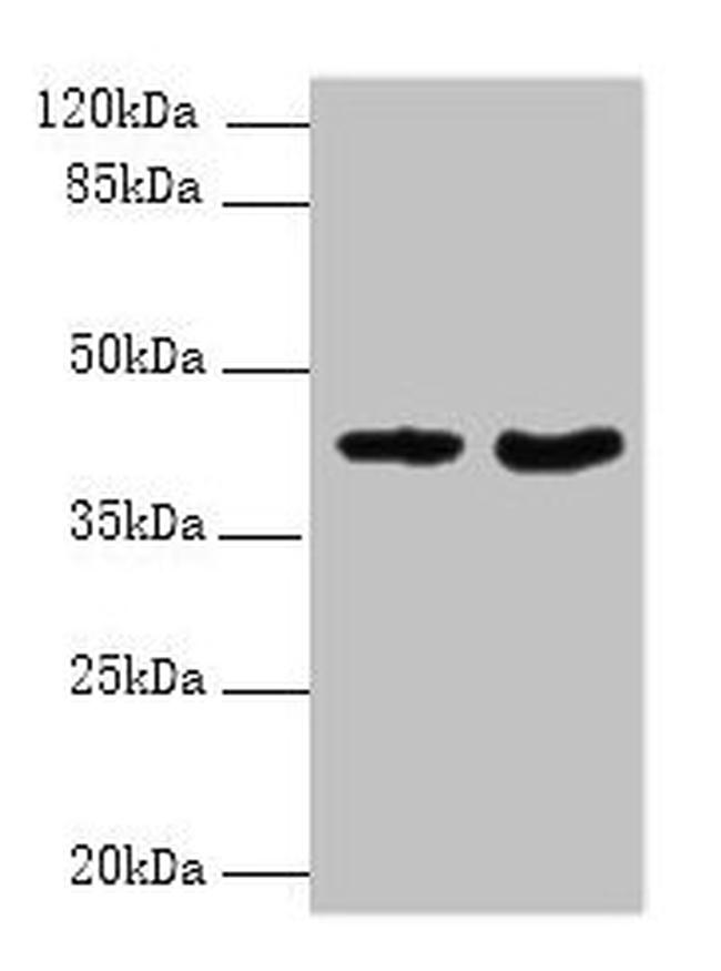 DMKN Antibody in Western Blot (WB)