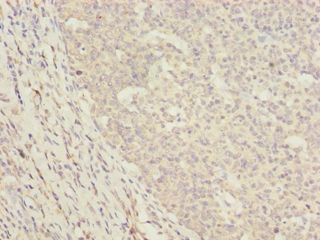 DNAJA2 Antibody in Immunohistochemistry (Paraffin) (IHC (P))