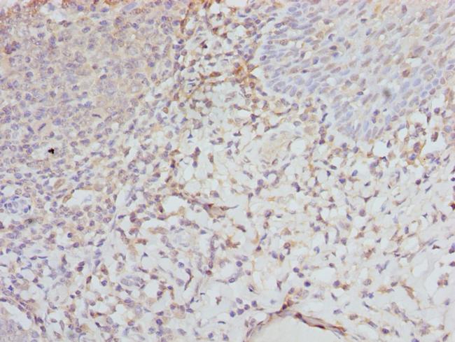 eIF2 gamma Antibody in Immunohistochemistry (Paraffin) (IHC (P))