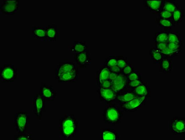 ELAVL2 Antibody in Immunocytochemistry (ICC/IF)