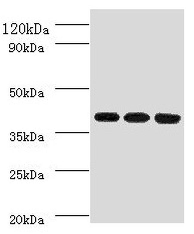 FCGRT Antibody in Western Blot (WB)