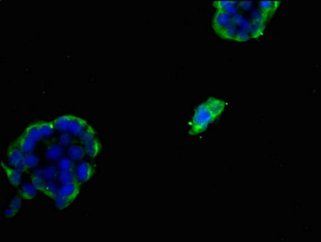 FDFT1 Antibody in Immunocytochemistry (ICC/IF)