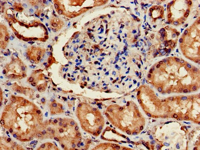 ARF4 Antibody in Immunohistochemistry (Paraffin) (IHC (P))