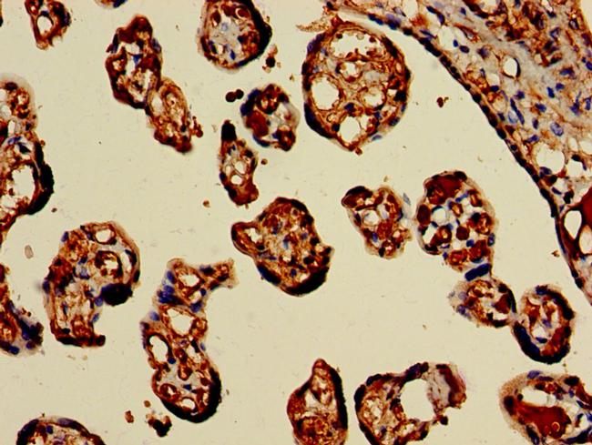 HBB Antibody in Immunohistochemistry (Paraffin) (IHC (P))