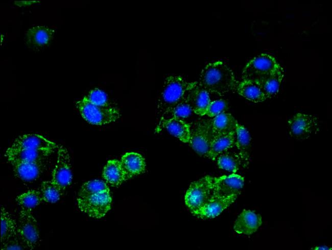 HMBS Antibody in Immunocytochemistry (ICC/IF)