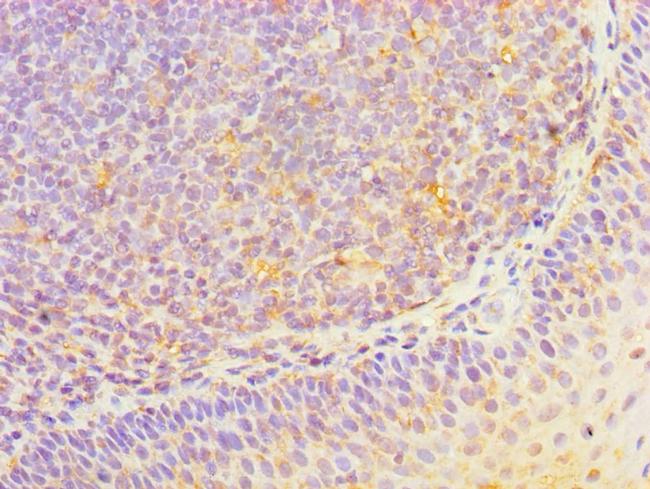 HOXA1 Antibody in Immunohistochemistry (Paraffin) (IHC (P))