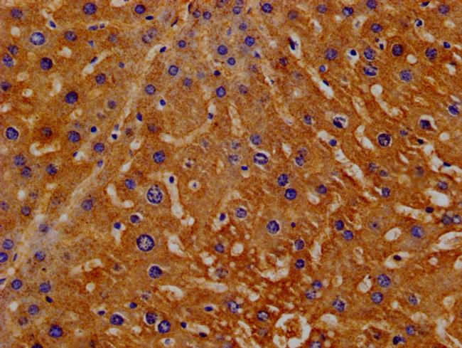 Hemopexin Antibody in Immunohistochemistry (Paraffin) (IHC (P))