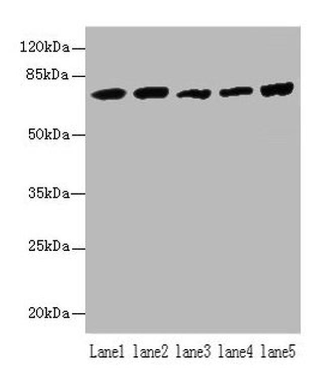 HSPA1B Antibody in Western Blot (WB)