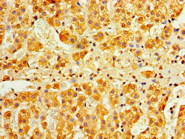 Interferon alpha-4 Antibody in Immunohistochemistry (Paraffin) (IHC (P))