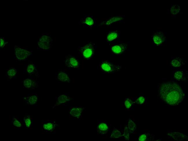 IRX4 Antibody in Immunocytochemistry (ICC/IF)