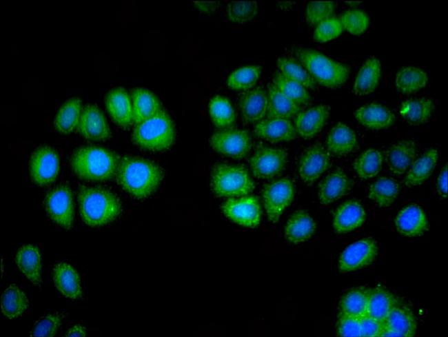 L-Plastin Antibody in Immunocytochemistry (ICC/IF)