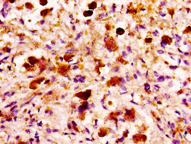 MASP2 Antibody in Immunohistochemistry (Paraffin) (IHC (P))