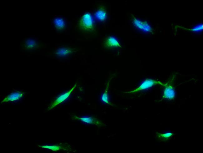 MDH1 Antibody in Immunocytochemistry (ICC/IF)