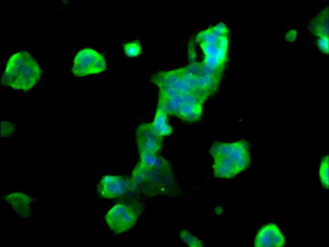 MOBP Antibody in Immunocytochemistry (ICC/IF)