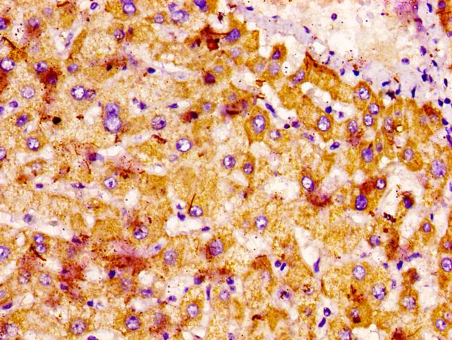 NTN1 Antibody in Immunohistochemistry (Paraffin) (IHC (P))