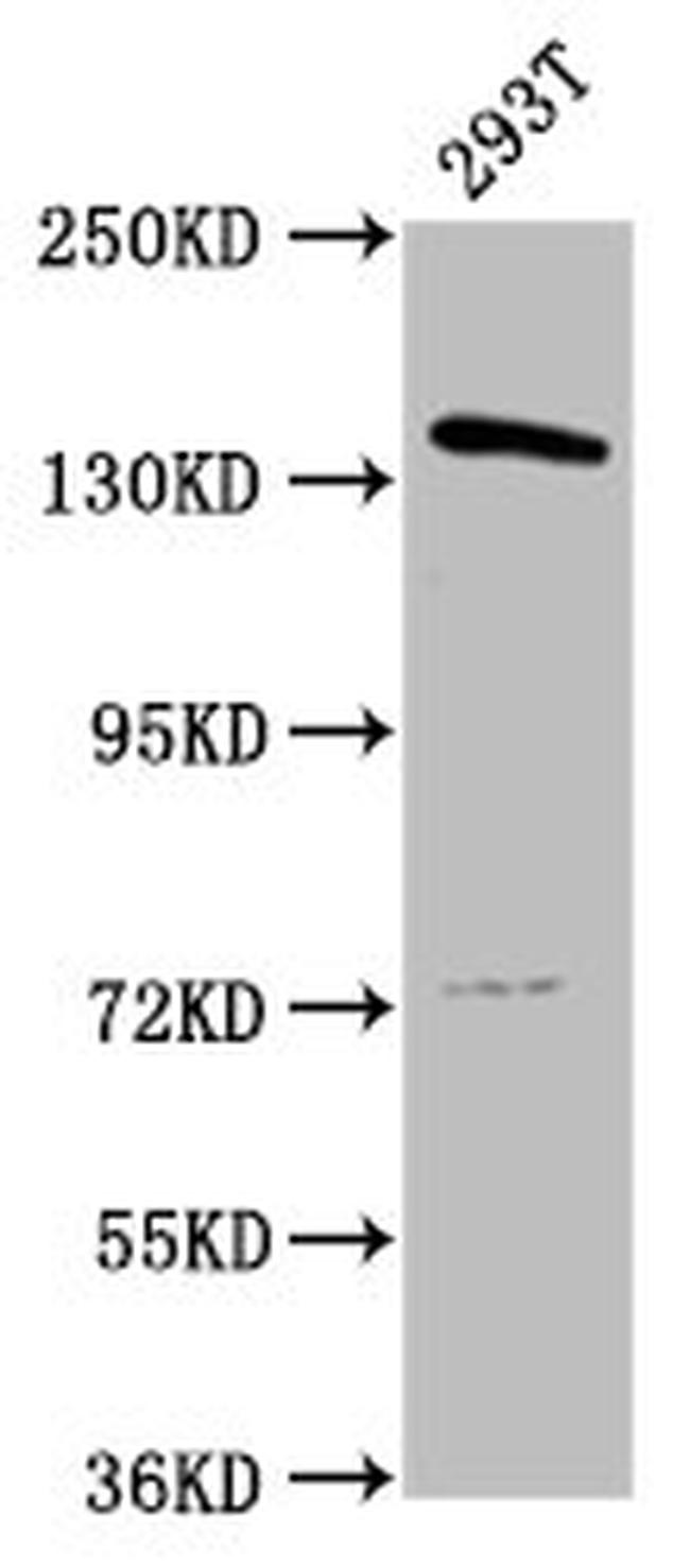 POLG Antibody in Western Blot (WB)