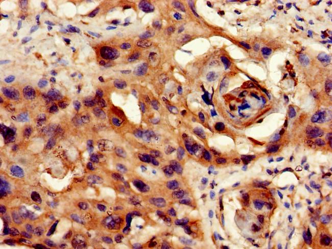 PP1 beta Antibody in Immunohistochemistry (Paraffin) (IHC (P))