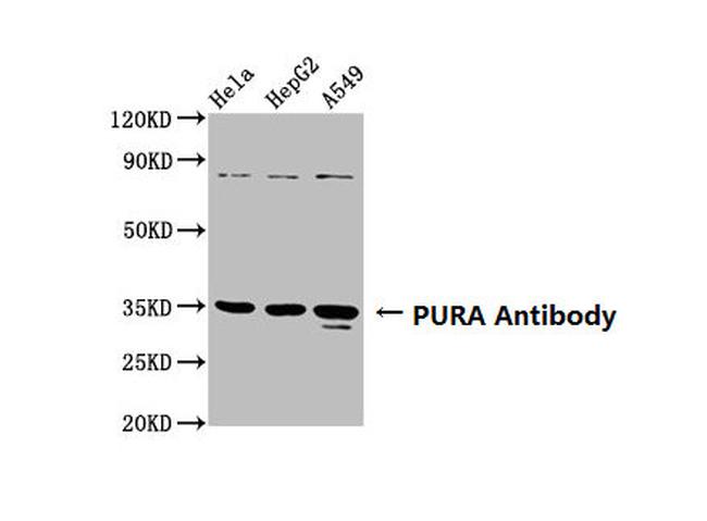 PURA Antibody in Western Blot (WB)