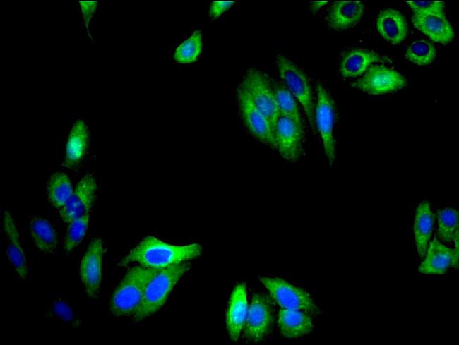 TMEM59 Antibody in Immunocytochemistry (ICC/IF)