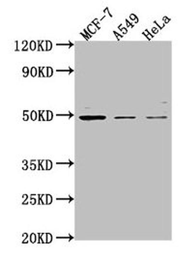 TSKU Antibody in Western Blot (WB)