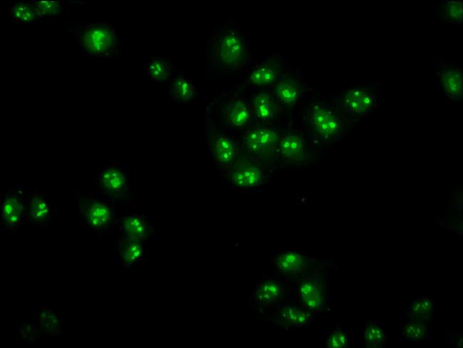 ZNF268 Antibody in Immunocytochemistry (ICC/IF)