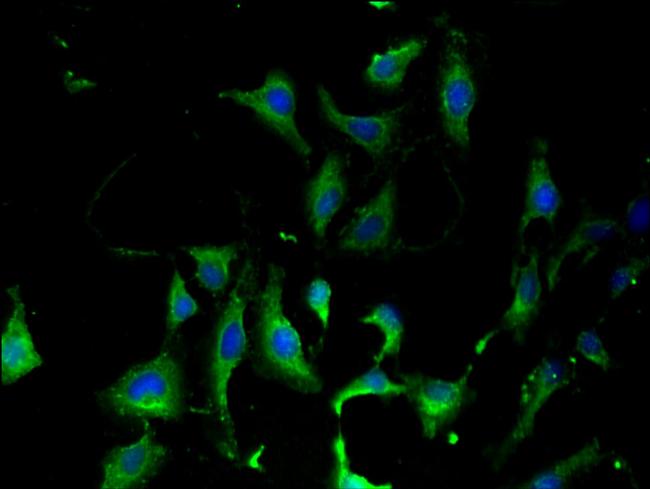 KARS Antibody in Immunocytochemistry (ICC/IF)