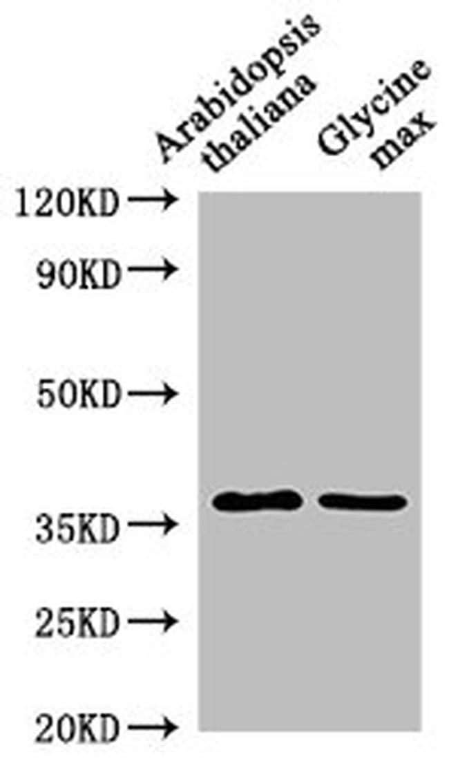 BG2 Antibody in Western Blot (WB)