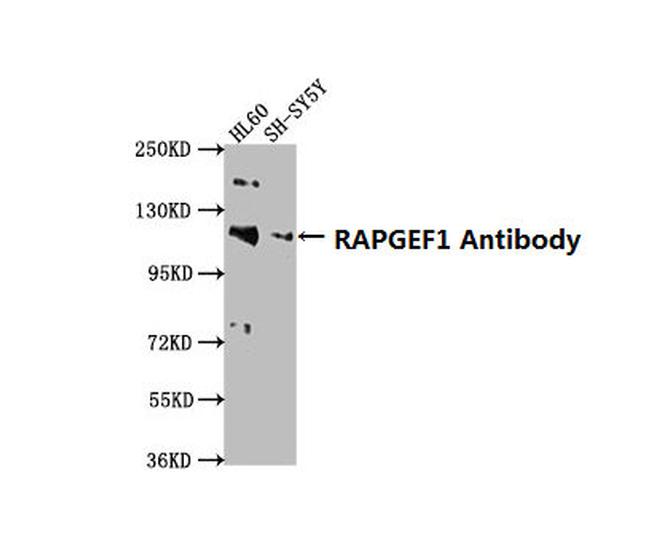 RAPGEF1 Antibody in Western Blot (WB)