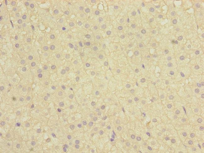 C12orf30 Antibody in Immunohistochemistry (Paraffin) (IHC (P))