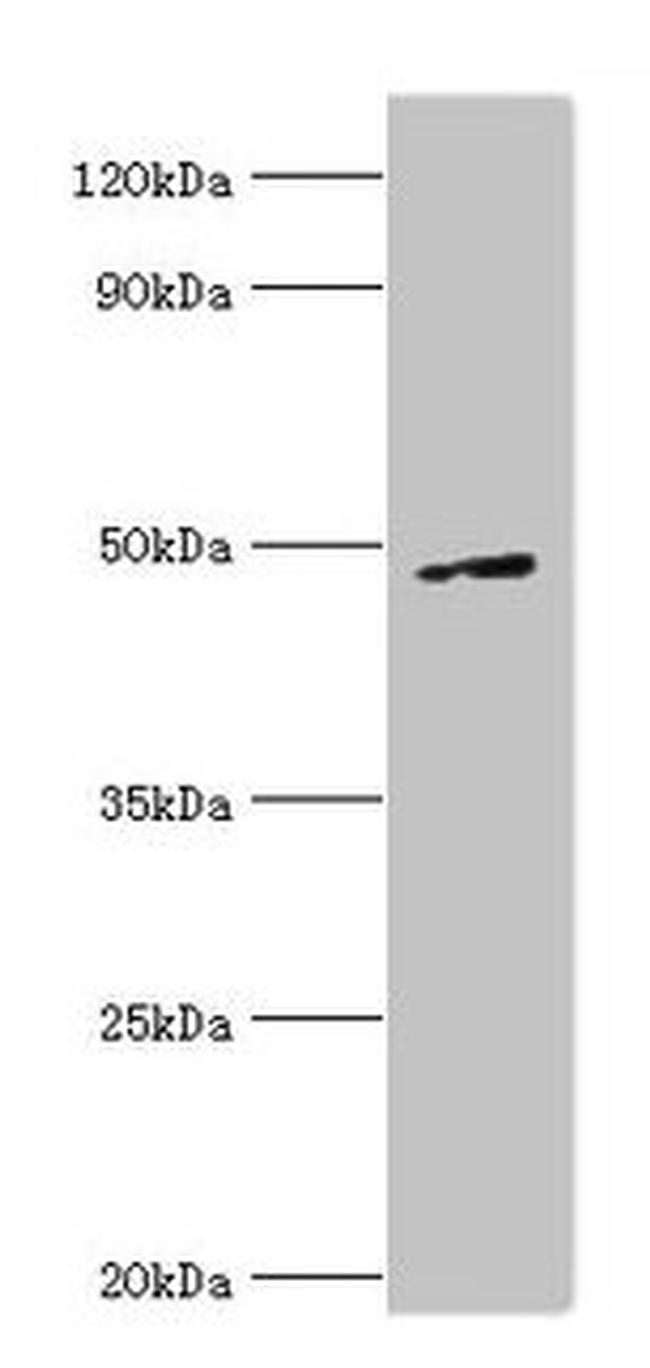 CtBP1 Antibody in Western Blot (WB)