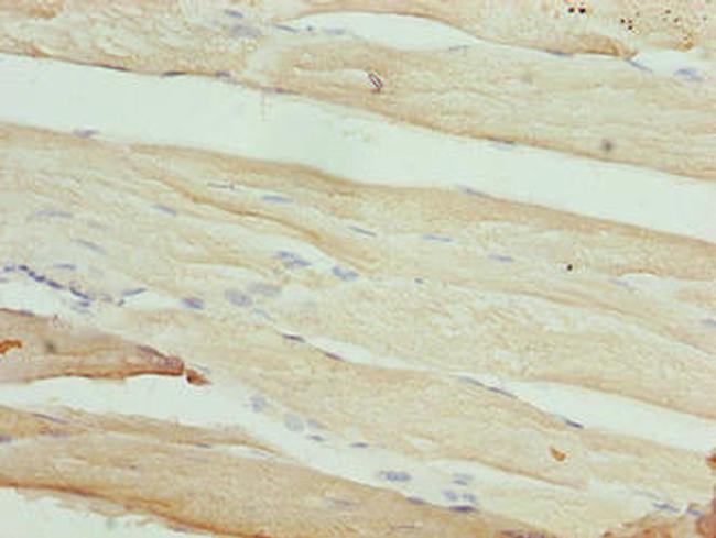 MAB21L1 Antibody in Immunohistochemistry (Paraffin) (IHC (P))