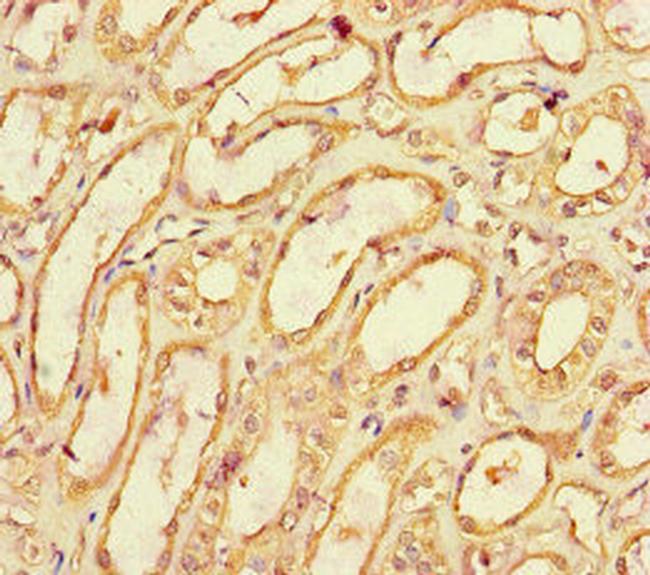 SPOCK1 Antibody in Immunohistochemistry (Paraffin) (IHC (P))