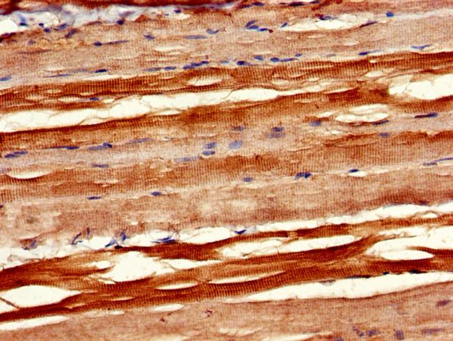 PXK Antibody in Immunohistochemistry (Paraffin) (IHC (P))