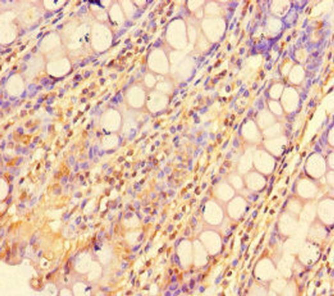 ZBTB46 Antibody in Immunohistochemistry (Paraffin) (IHC (P))