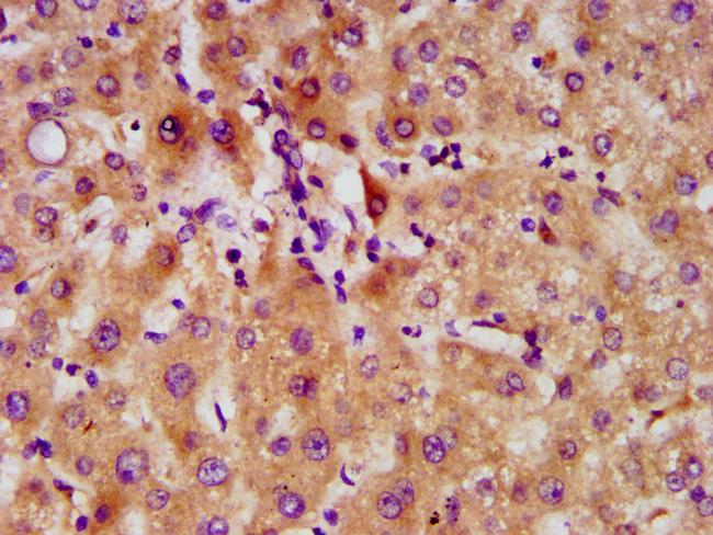 DMP4 Antibody in Immunohistochemistry (Paraffin) (IHC (P))