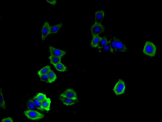 DOCK7 Antibody in Immunocytochemistry (ICC/IF)