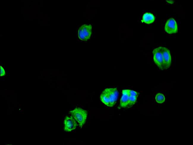 BITE Antibody in Immunocytochemistry (ICC/IF)