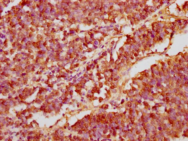 GANC Antibody in Immunohistochemistry (Paraffin) (IHC (P))