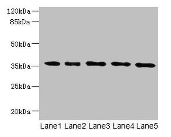 OXNAD1 Antibody in Western Blot (WB)