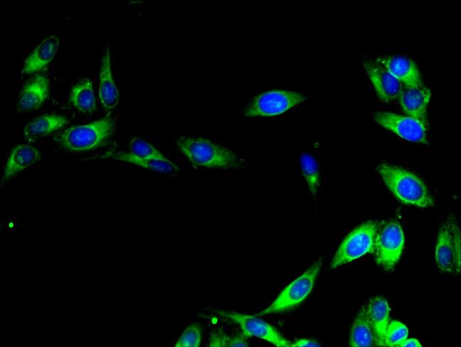 CISD2 Antibody in Immunocytochemistry (ICC/IF)