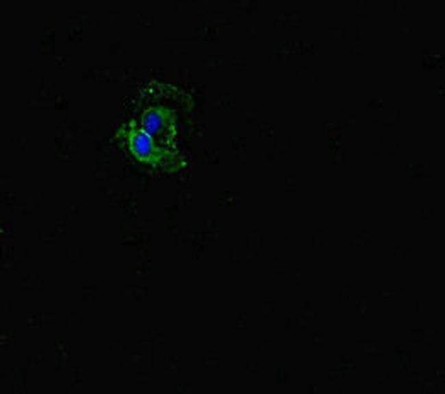 FBXW5 Antibody in Immunocytochemistry (ICC/IF)